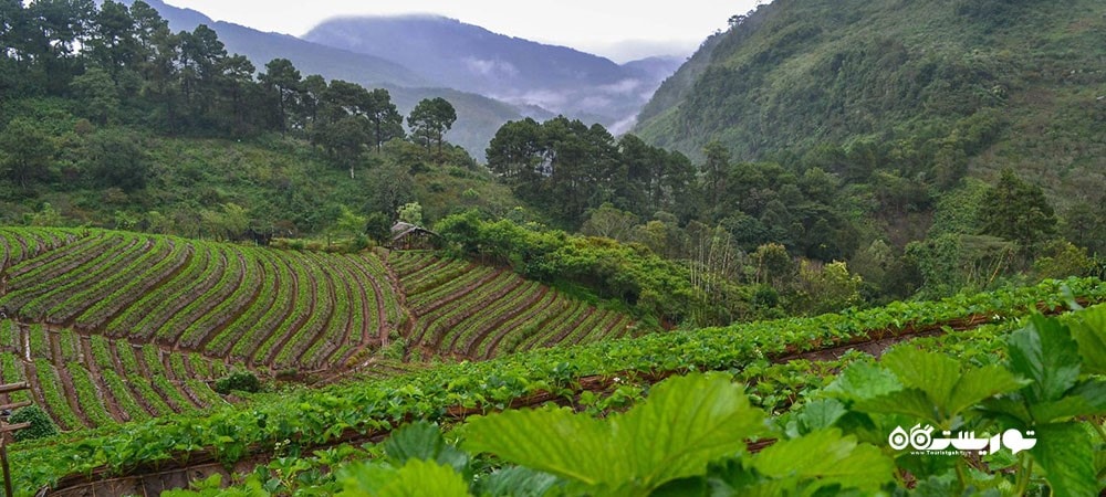 کشور تایلند در قاره آسیا - توریستگاه