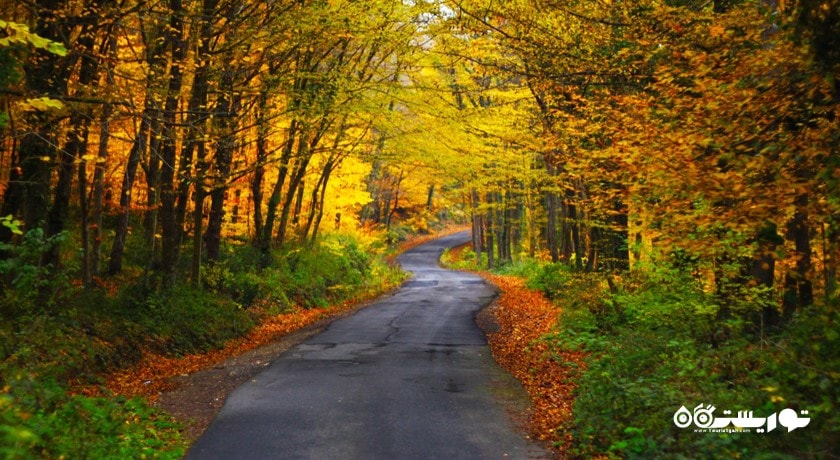  جنگل بلگراد شهر ترکیه کشور استانبول