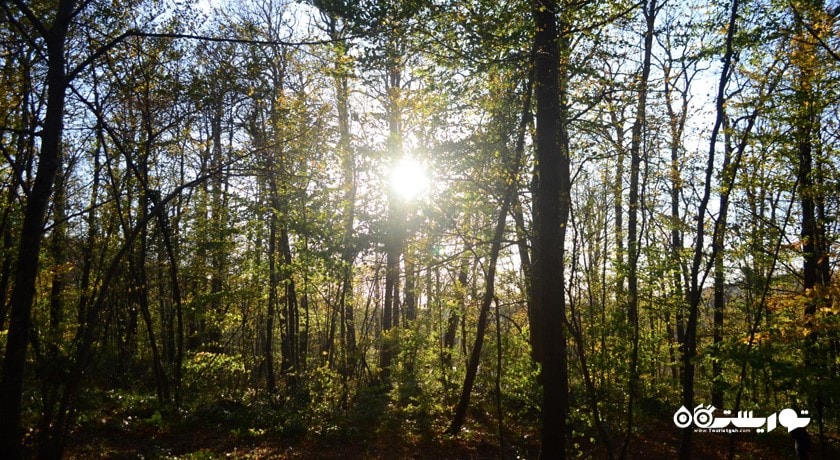  جنگل بلگراد شهر ترکیه کشور استانبول