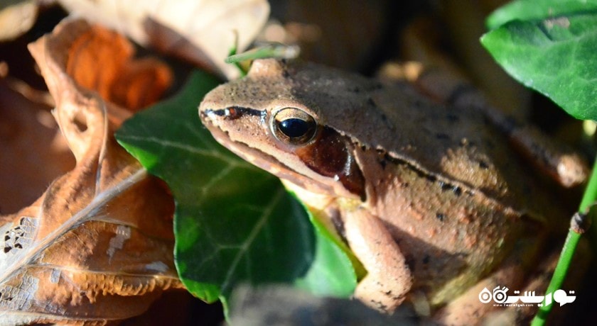  جنگل بلگراد شهر ترکیه کشور استانبول