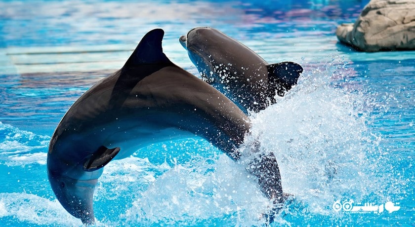 سرگرمی دبی دولفیناریوم شهر امارات متحده عربی کشور دبی