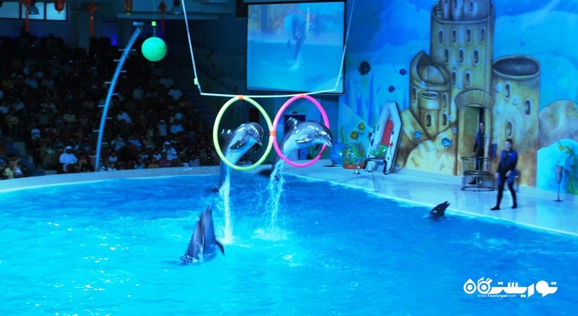 سرگرمی دبی دولفیناریوم شهر امارات متحده عربی کشور دبی