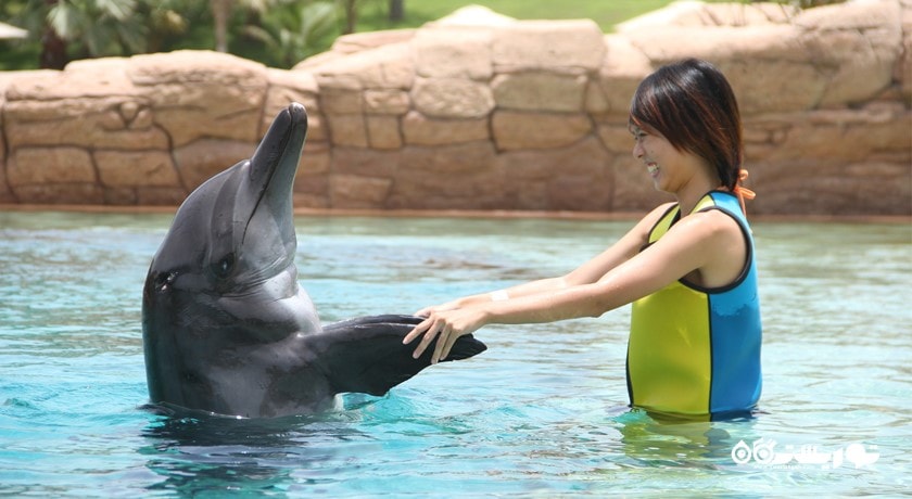 سرگرمی دلفین بی شهر امارات متحده عربی کشور دبی