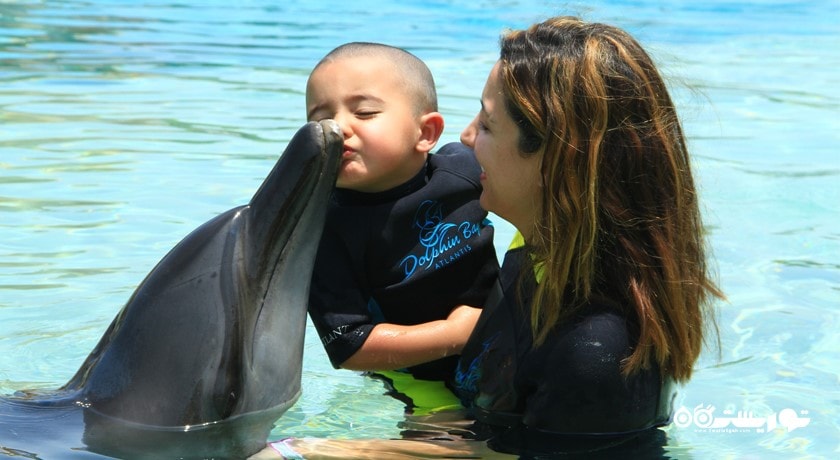 سرگرمی دلفین بی شهر امارات متحده عربی کشور دبی