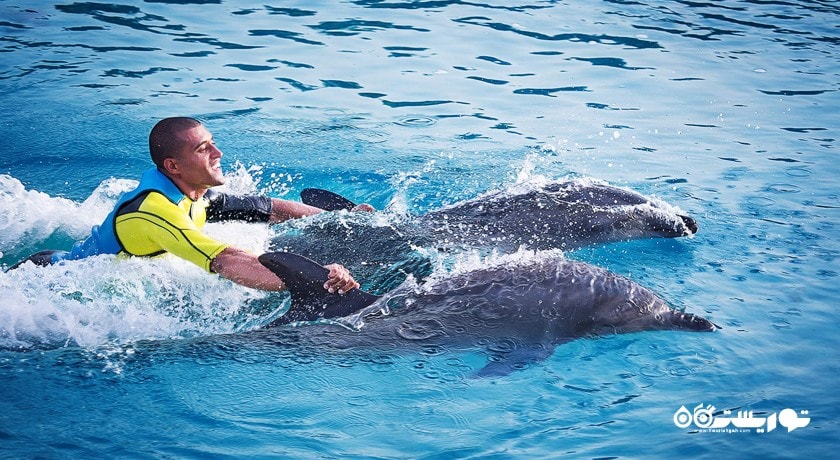 سرگرمی دلفین بی شهر امارات متحده عربی کشور دبی