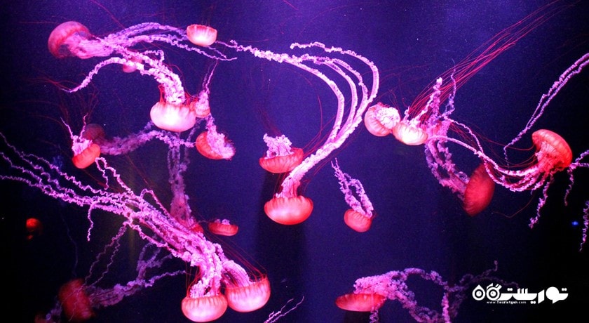 سرگرمی د لاست چمبرز آکواریوم شهر امارات متحده عربی کشور دبی