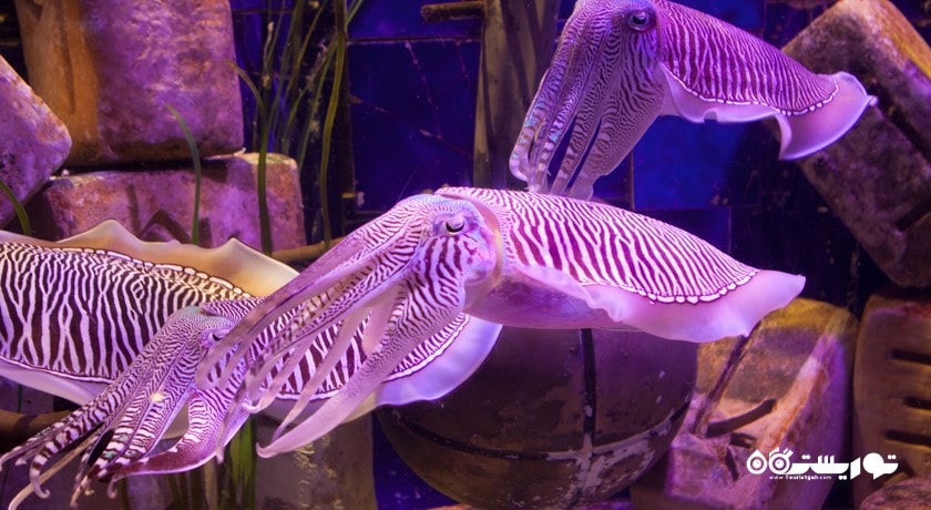 سرگرمی د لاست چمبرز آکواریوم شهر امارات متحده عربی کشور دبی