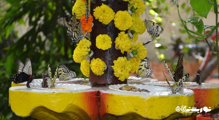  باغ پروانه دبی شهر امارات متحده عربی کشور دبی