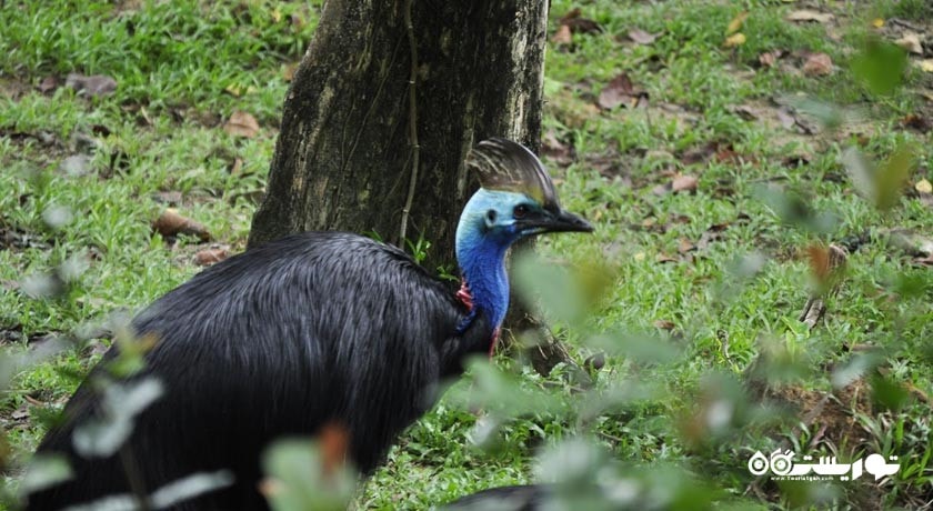 سرگرمی باغ پرندگان کوالالامپور شهر مالزی کشور کوالالامپور