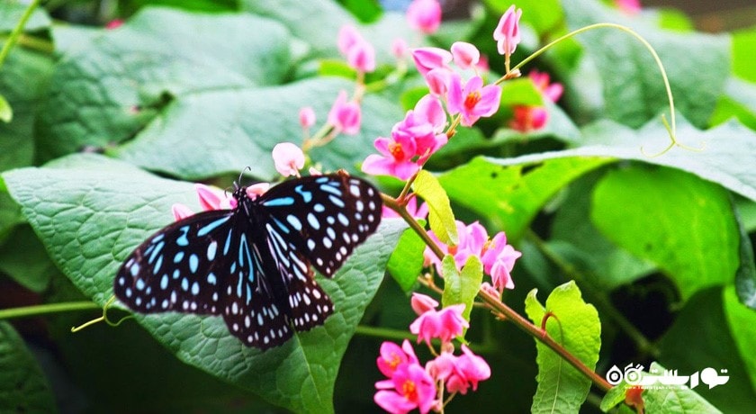  باغ پروانه کوالالامپور شهر مالزی کشور کوالالامپور