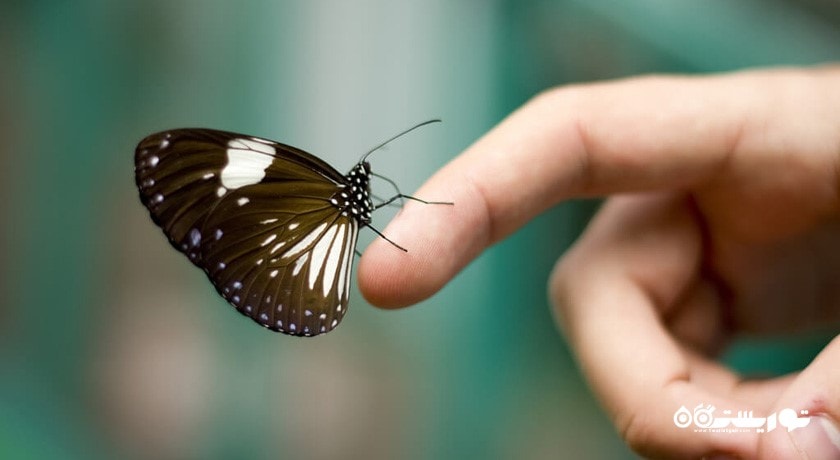  باغ پروانه کوالالامپور شهر مالزی کشور کوالالامپور