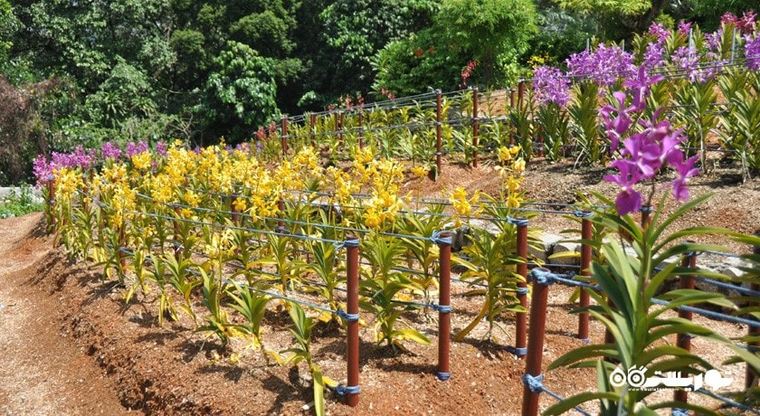  پارک ارکیده کوالالامپور (اورکد پارک) شهر مالزی کشور کوالالامپور