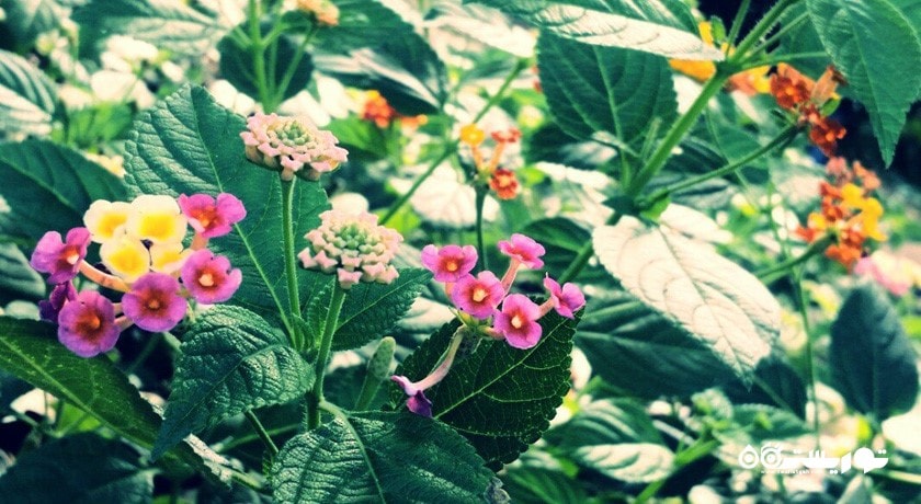 باغ هبیسکوس کوالالامپور (هبیسکوس گاردن) -  شهر کوالالامپور