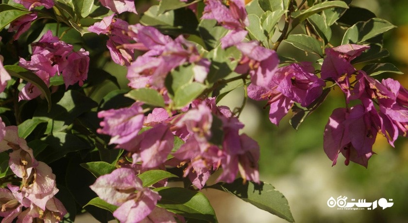 باغ هبیسکوس کوالالامپور (هبیسکوس گاردن) -  شهر کوالالامپور