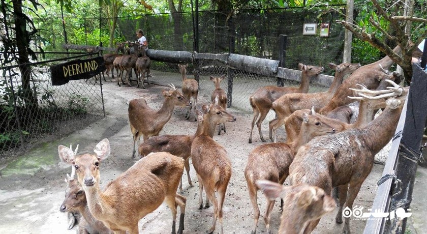 پارک گوزن کوالالامپور -  شهر کوالالامپور