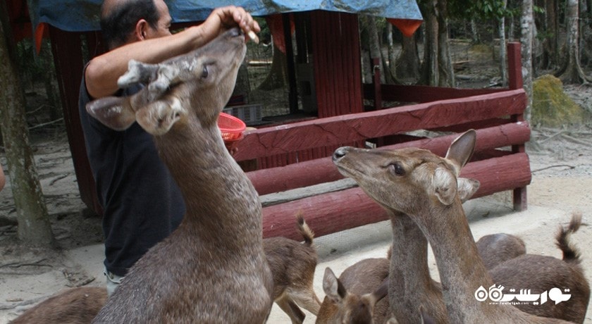  پارک گوزن کوالالامپور شهر مالزی کشور کوالالامپور
