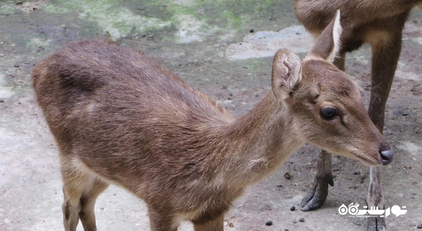  پارک گوزن کوالالامپور شهر مالزی کشور کوالالامپور