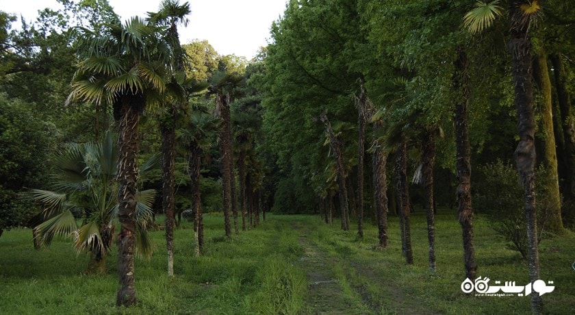 سرگرمی باغ گیاه شناسی باتومی شهر گرجستان کشور باتومی