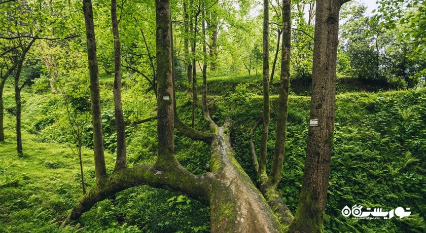 سرگرمی باغ گیاه شناسی باتومی شهر گرجستان کشور باتومی