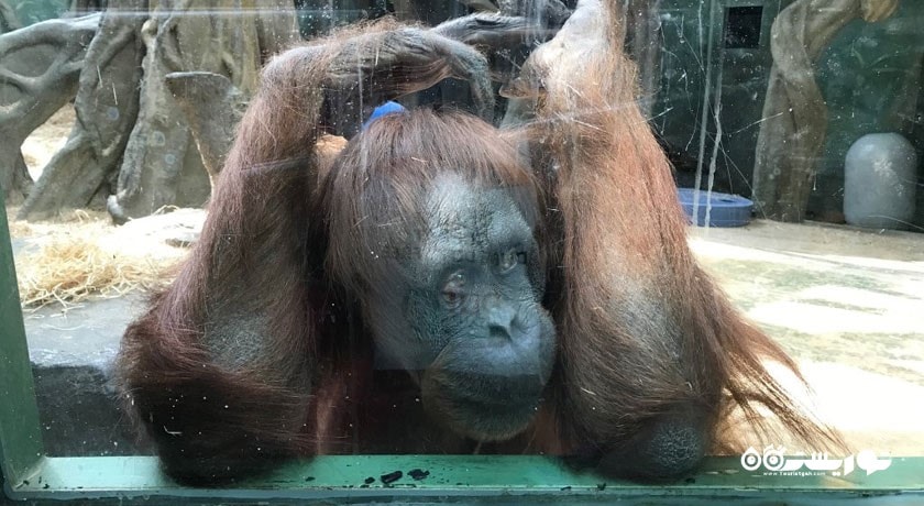 سرگرمی باغ وحش مسکو شهر روسیه کشور مسکو