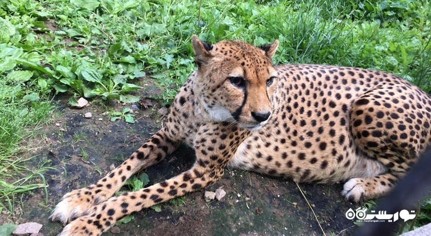سرگرمی باغ وحش مسکو شهر روسیه کشور مسکو