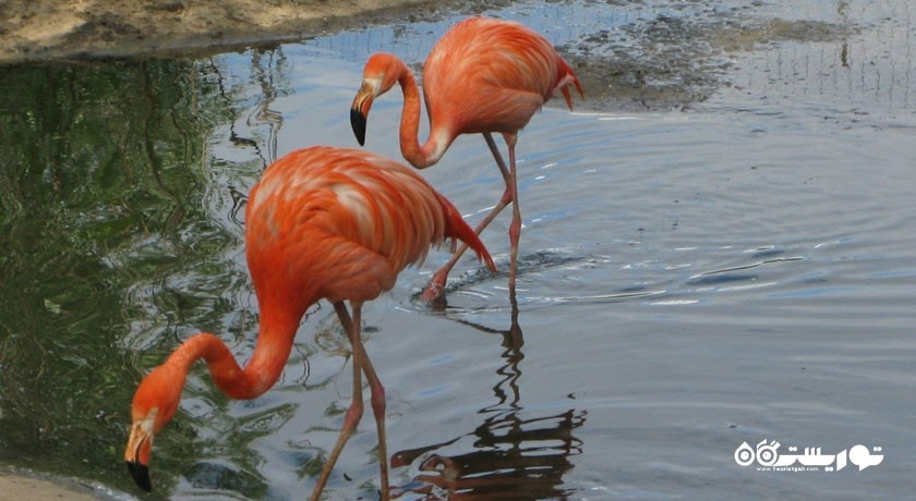 سرگرمی باغ وحش مسکو شهر روسیه کشور مسکو