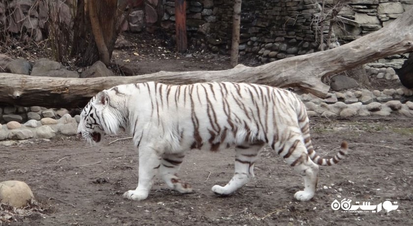 سرگرمی باغ وحش مسکو شهر روسیه کشور مسکو