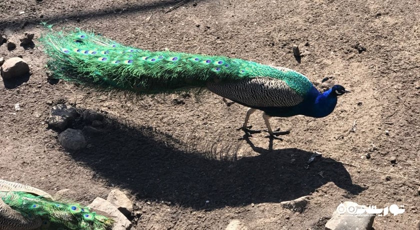 سرگرمی باغ وحش مسکو شهر روسیه کشور مسکو