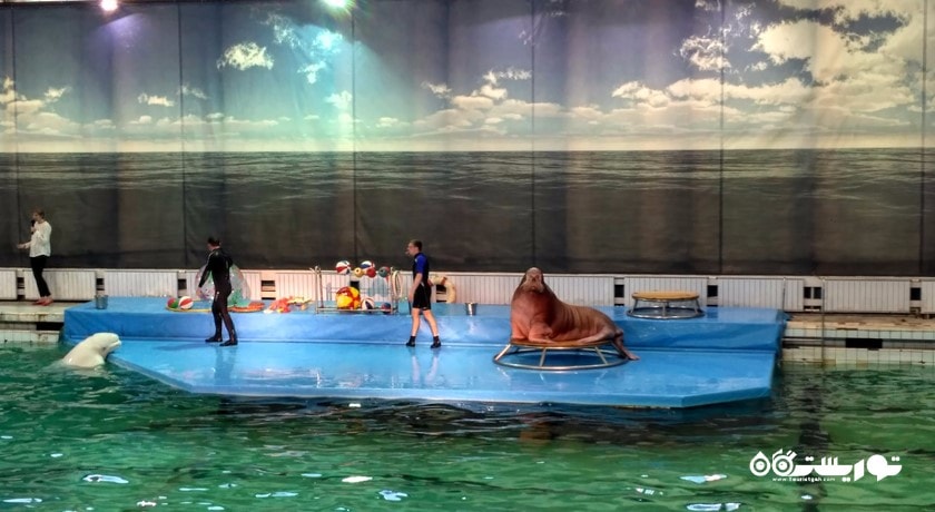 سرگرمی دلفیناریوم سن پترزبورگ شهر روسیه کشور سن پترزبورگ