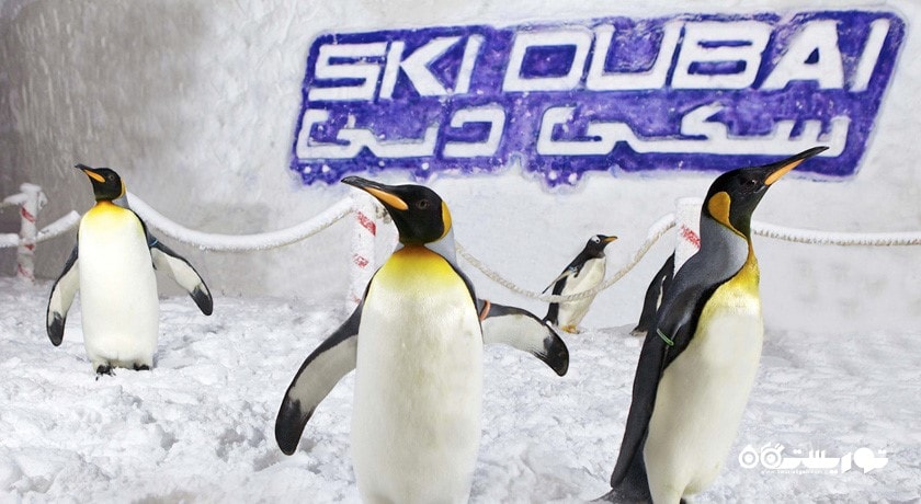 سرگرمی اسکی دبی شهر امارات متحده عربی کشور دبی