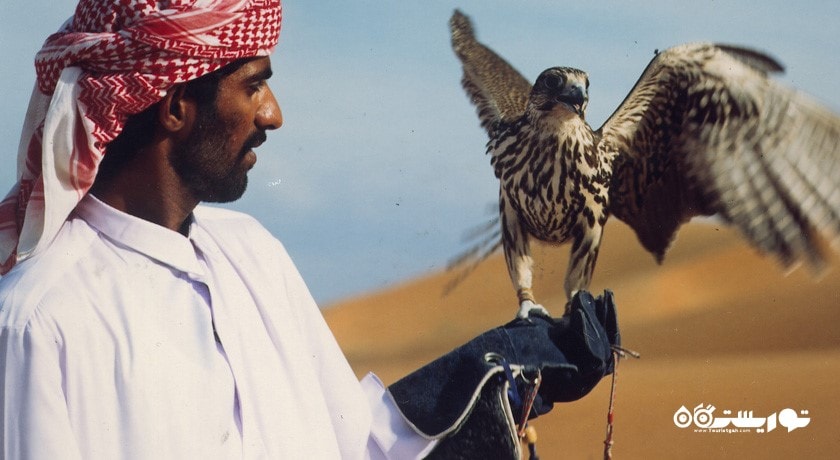 تماشای شاهین در دبی -  شهر دبی