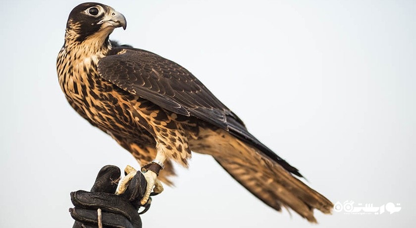 سرگرمی تماشای شاهین در دبی شهر امارات متحده عربی کشور دبی