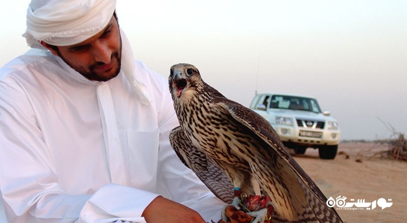 سرگرمی تماشای شاهین در دبی شهر امارات متحده عربی کشور دبی