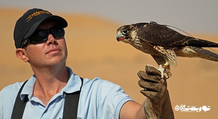 تماشای شاهین در دبی -  شهر دبی