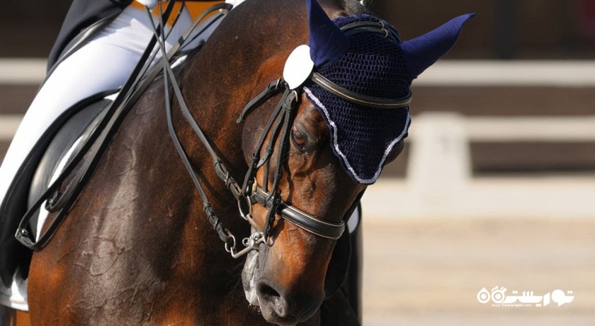 سرگرمی اسب سواری دبی شهر امارات متحده عربی کشور دبی