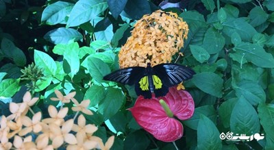باغ پروانه های گرمسیری قونیه -  شهر قونیه
