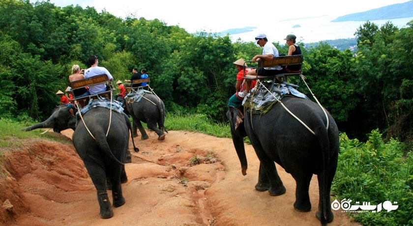 سرگرمی فیل سواری در جنگل شهر تایلند کشور پوکت