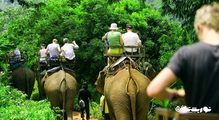 سرگرمی فیل سواری در جنگل شهر تایلند کشور پوکت