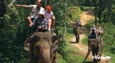 فیل سواری در جنگل -  شهر پوکت