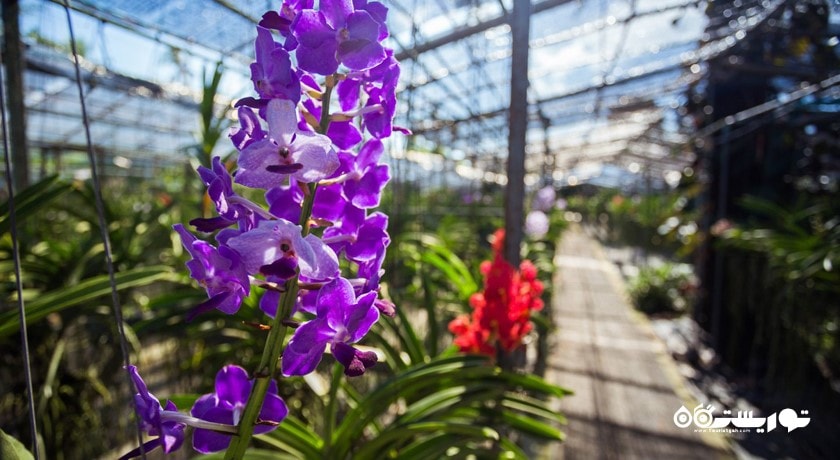 سرگرمی مزرعه ارکیده پوکت شهر تایلند کشور پوکت