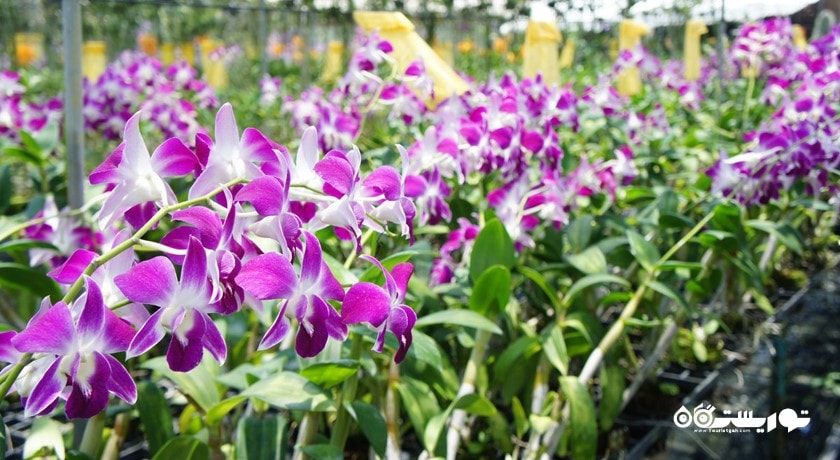 سرگرمی مزرعه ارکیده پوکت شهر تایلند کشور پوکت