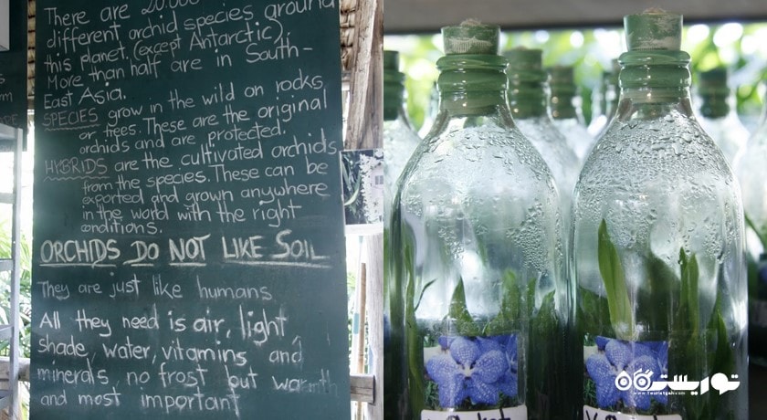 سرگرمی مزرعه ارکیده پوکت شهر تایلند کشور پوکت