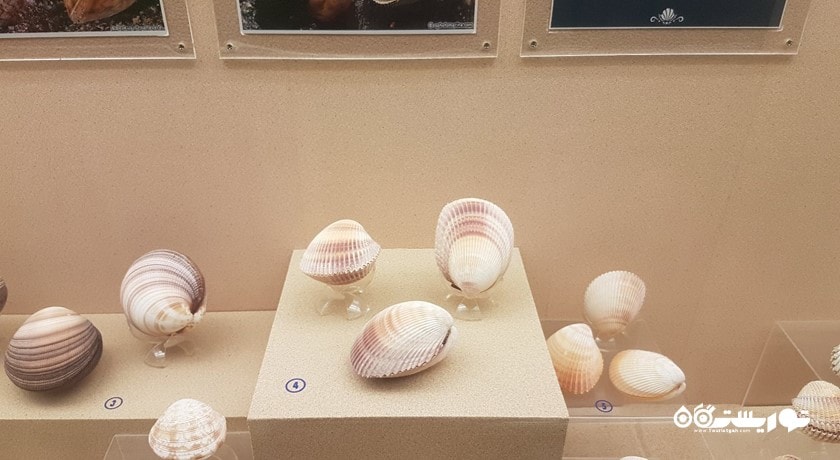 موزه صدف های دریایی پوکت -  شهر پوکت