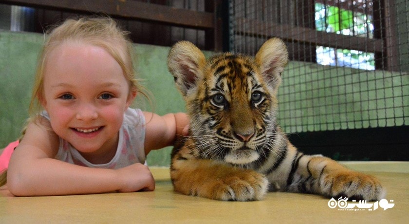 سرگرمی پادشاهی ببر شهر تایلند کشور پوکت