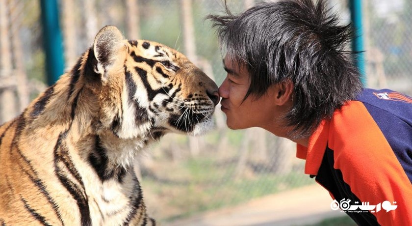سرگرمی پادشاهی ببر شهر تایلند کشور پوکت