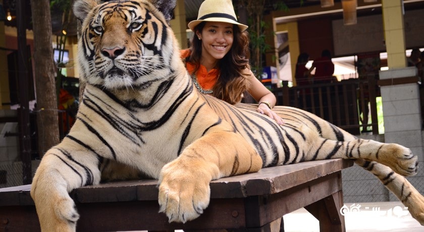 سرگرمی پادشاهی ببر شهر تایلند کشور پوکت