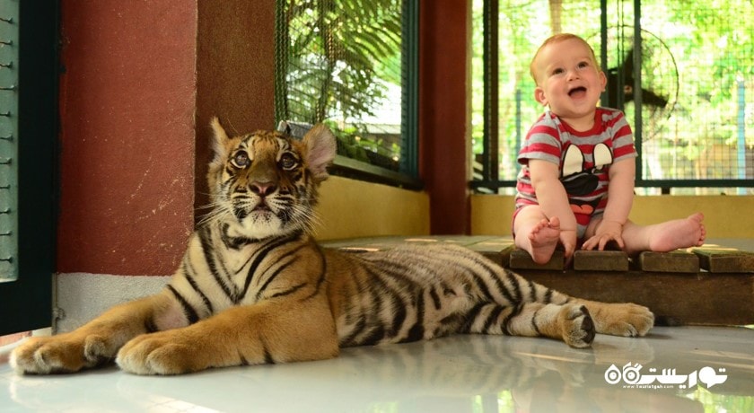 سرگرمی پادشاهی ببر شهر تایلند کشور پوکت