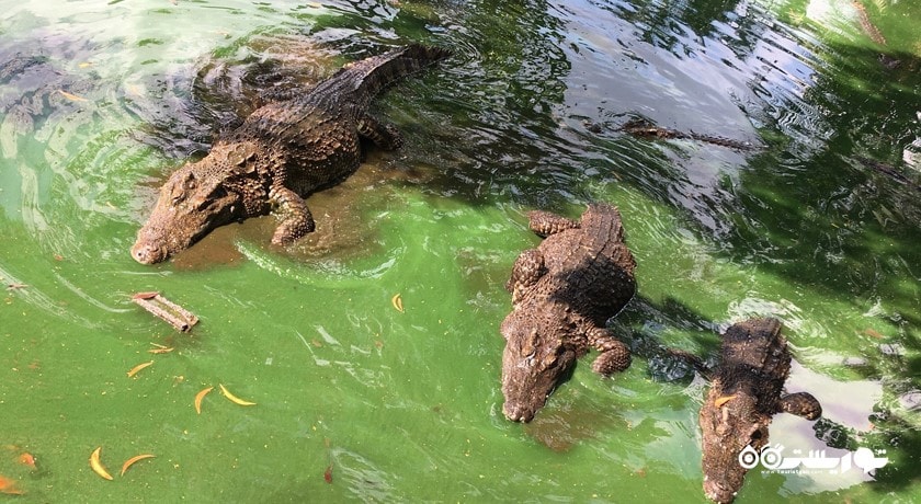 سرگرمی باغ وحش پوکت شهر تایلند کشور پوکت