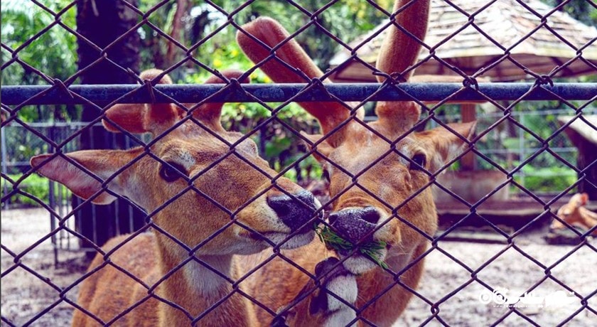 سرگرمی باغ وحش پوکت شهر تایلند کشور پوکت