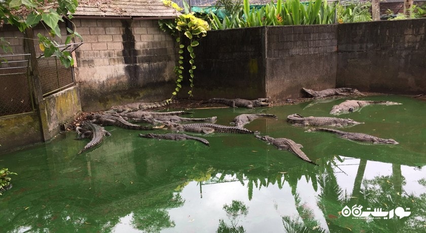 سرگرمی باغ وحش پوکت شهر تایلند کشور پوکت